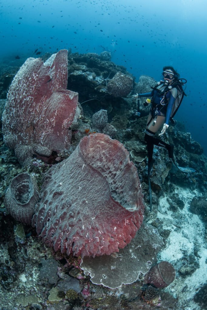 Course - Banda Ocean Divers