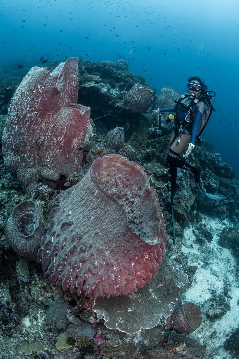 Banda Neira Coral Reefs